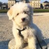 GARDE DE CHIENS